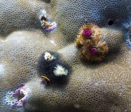 Christmas Tree Worms (Spirobranchus giganteus)