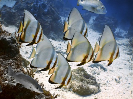 Circular Spadefish (or Batfish) - Platax orbicularis