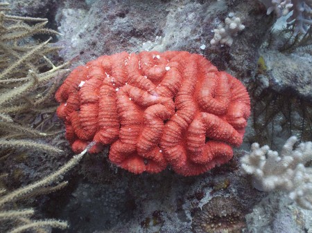 Coral (Lobophyllia hemprichii)