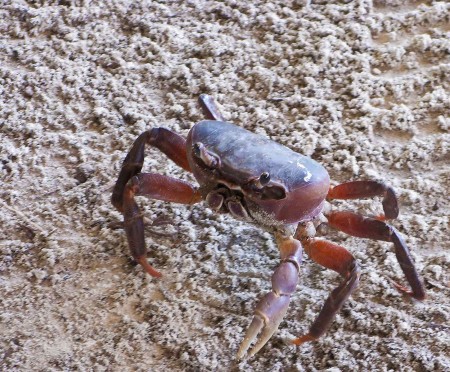 A very hazardous crab