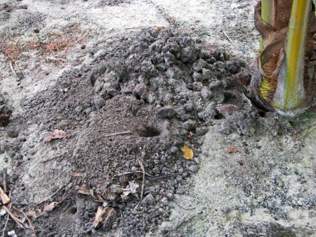 Land crab hole at Blueblood