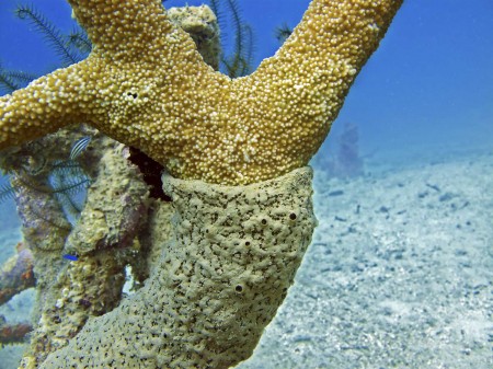 Encrusting sponge (Echinochalina sp. ?) growing on Staghorn Coral