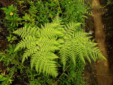 Fern