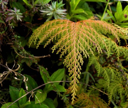 Another fern