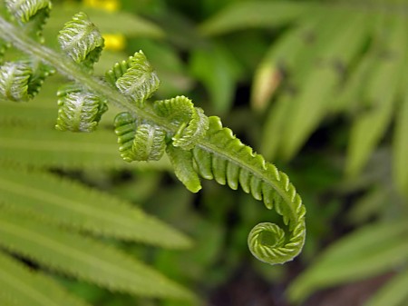 Clurly fern frond
