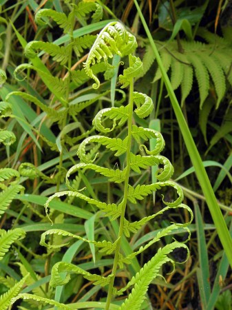 Fern and its shadow