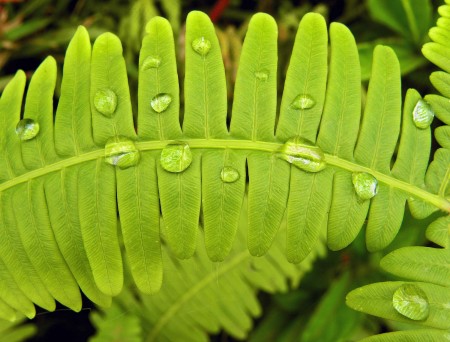 Fern with water drops
