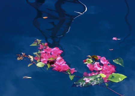 Bouganvillia flowers on water