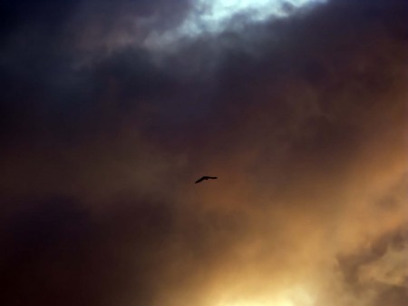Flying Fox at sunrise