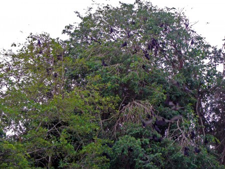 Flying Foxes