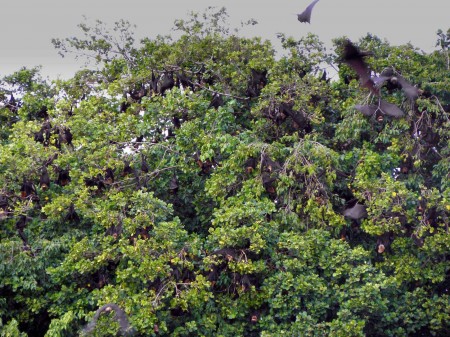 More Flying Foxes