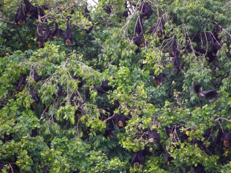 Still more Flying Foxes
