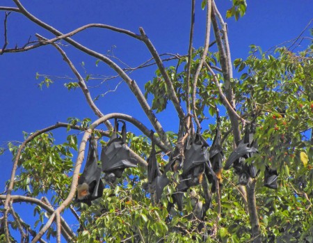 Flying Foxes Flying Foxes