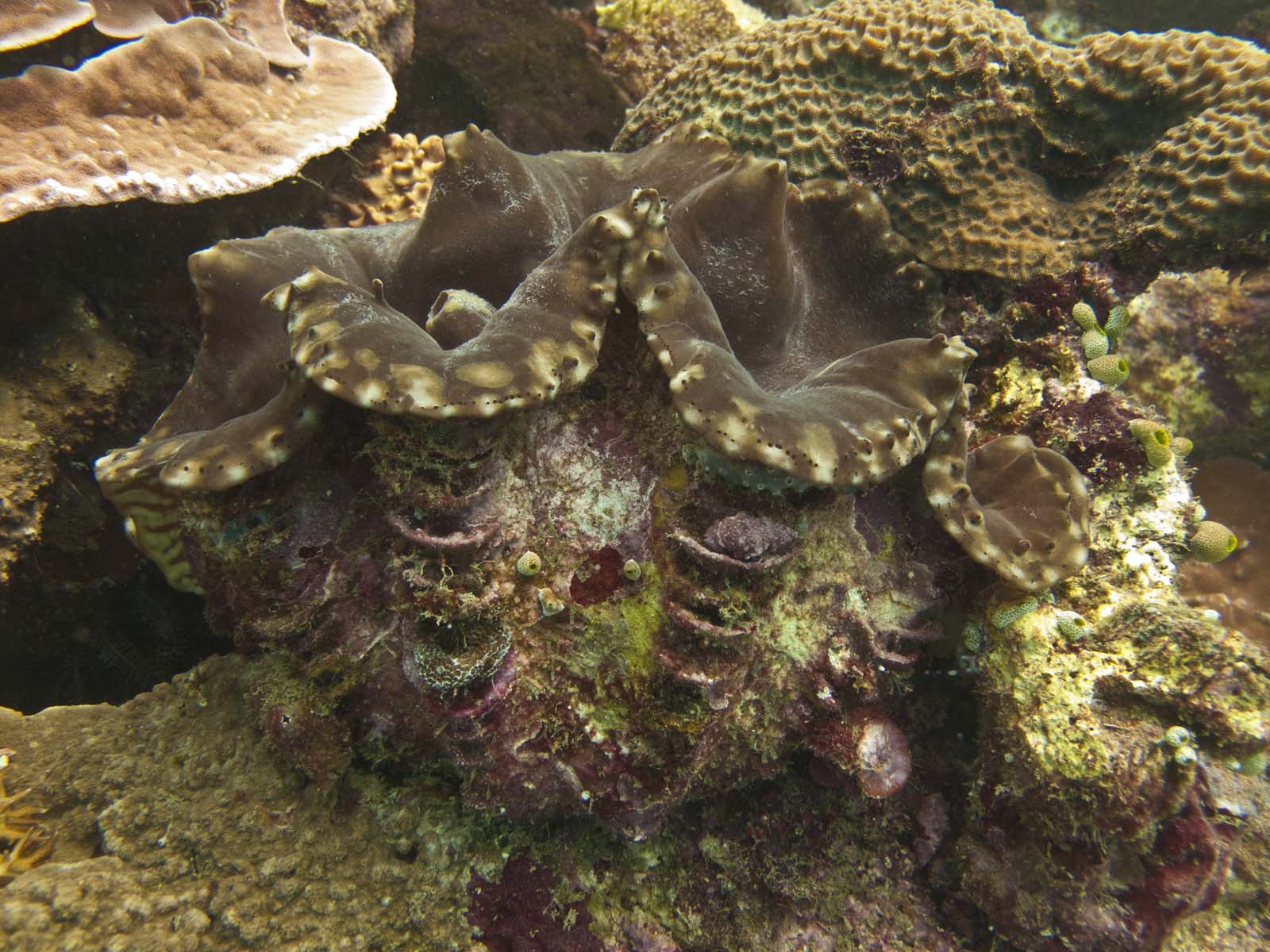 giant clam | Madang - Ples Bilong Mi