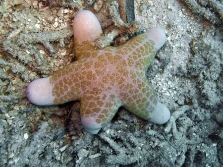This starfish had a leg taken off by a predator. It's growing back.
