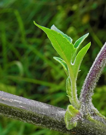 Green bud