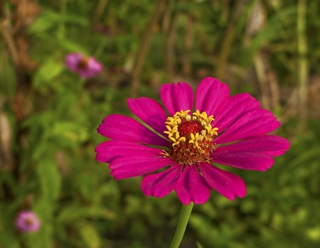 The Harmonious Daisy