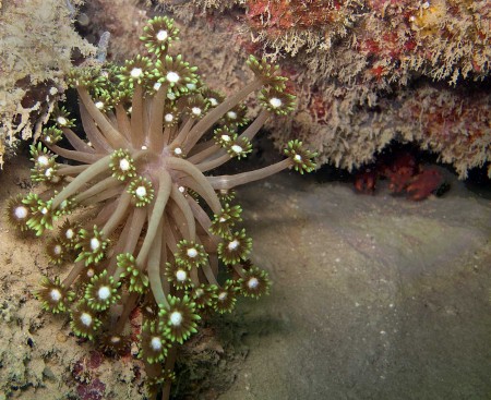 Coral (Goniopora djiboutiensis) on the left with a crayfish hiding on the right under the ledge