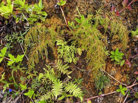 Hillside ferns