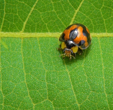 Lady bug looking at me