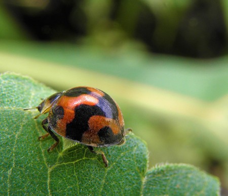 Lady bug hurring home to save her burning children