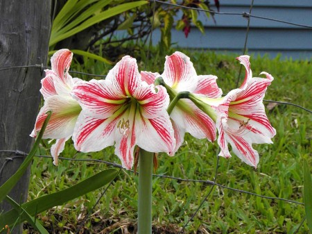 Lilies at Ukarumpa