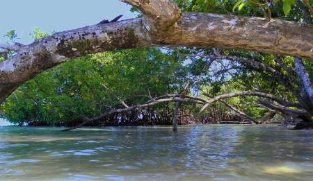 The mangrove creek at Blueblood