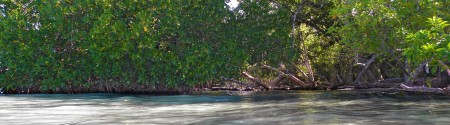 Another shot of the Mangrove creek at Blueblood