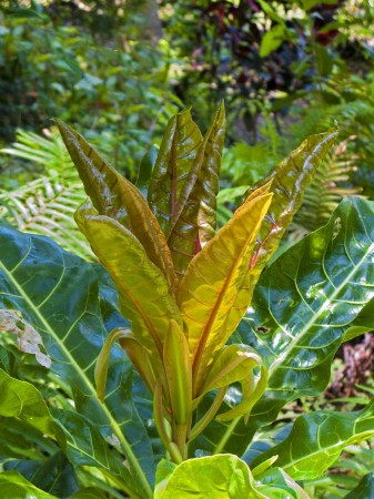 New leaves
