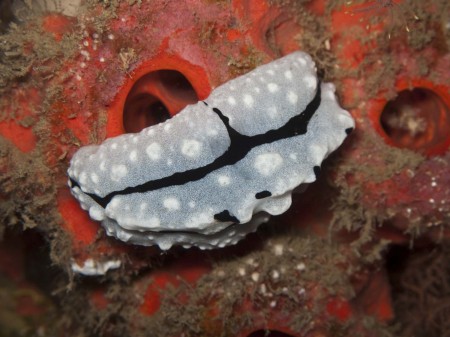 Nudibranch shot with flash under a ledge at 40 metres