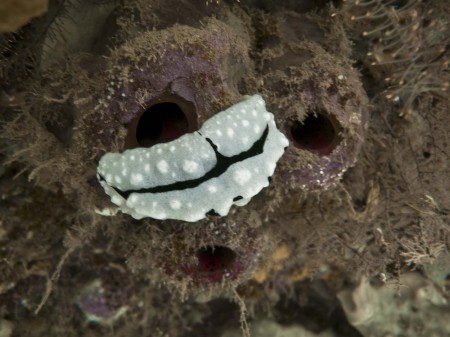 Nudibranch shot with natural light under a ledge at 40 metres