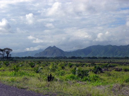 Young oil palms in the Ramu Valley