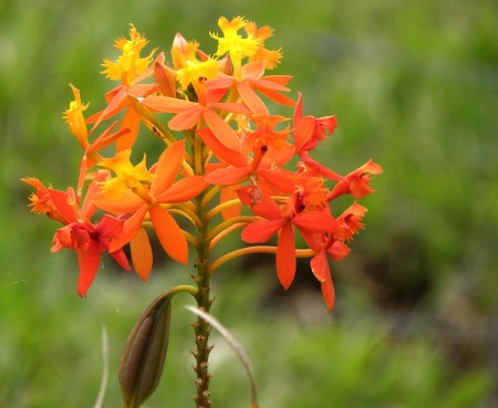 Day-glow Orange flowers