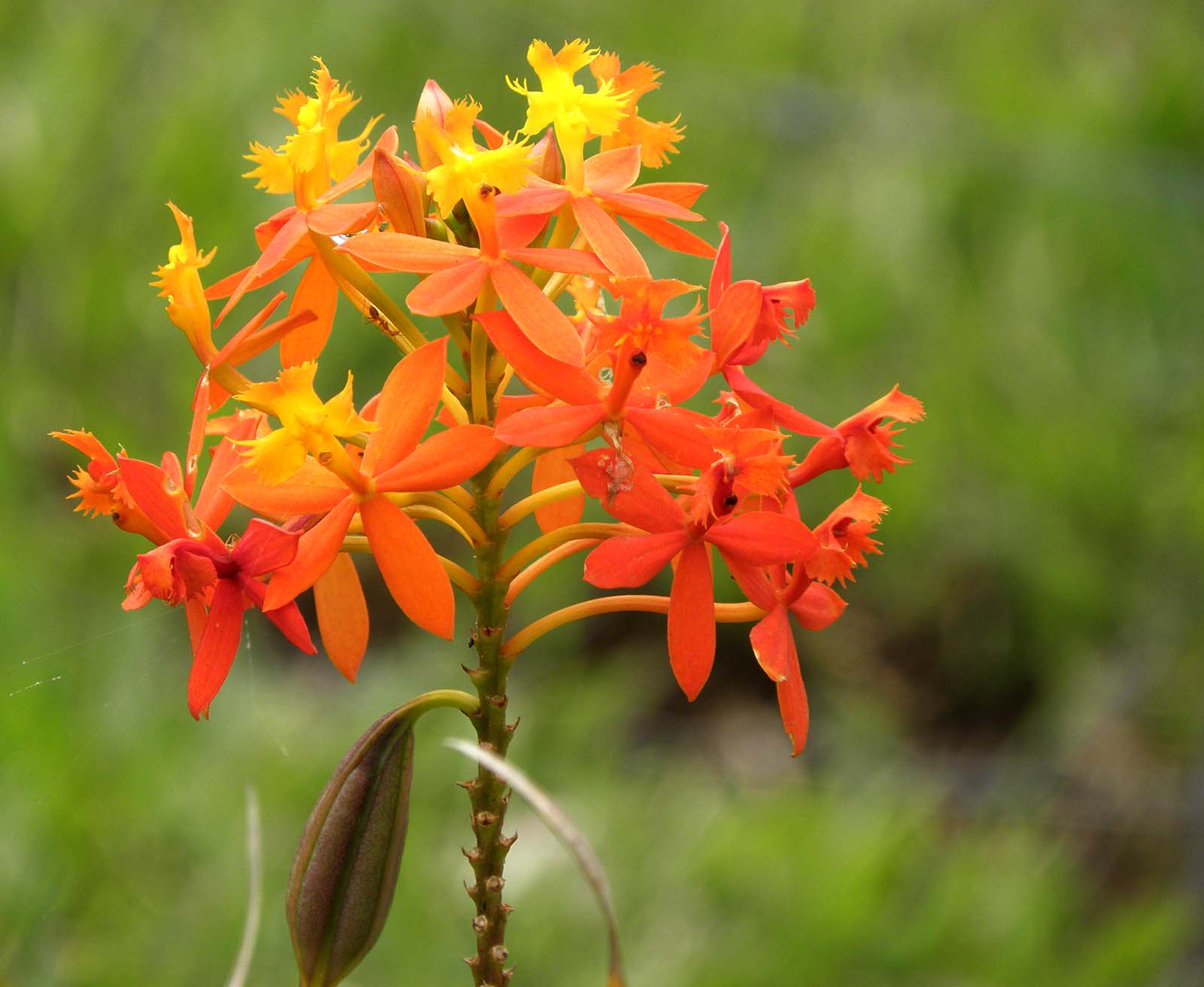 [عکس: orange_flowers_P9090113.jpg]