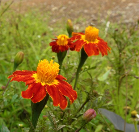 Orange flowers