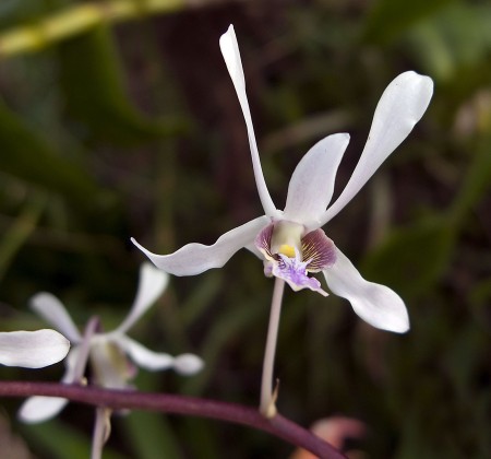 A front-yard orchid