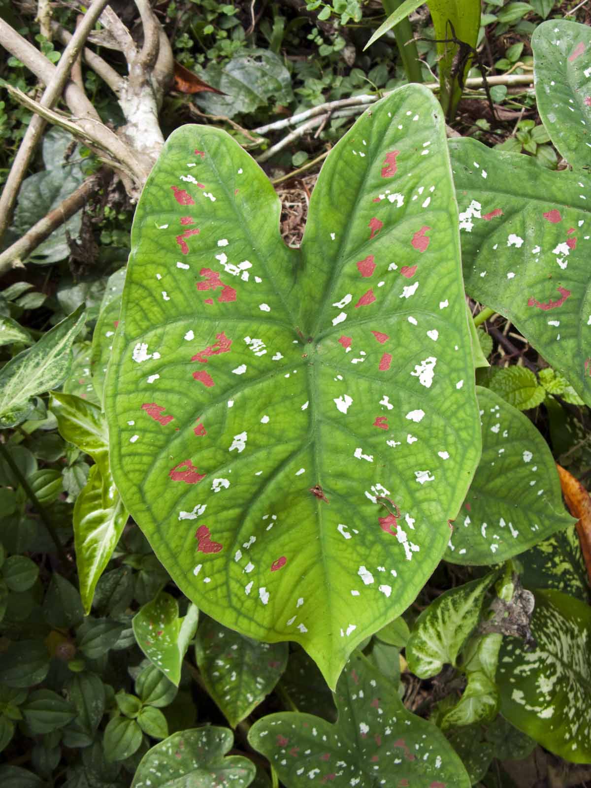 Painted Leaf