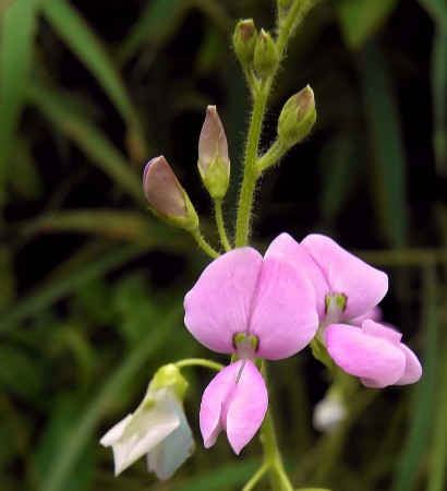 Pink Flowers