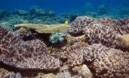 Reef community