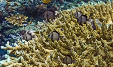 Reticulated Dascyllus (Dascyllus reticulatus)