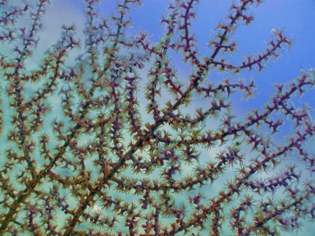 Sea fan - natural light