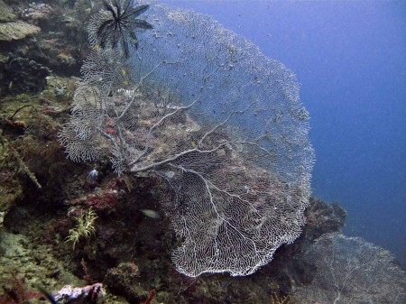 Sea Fan