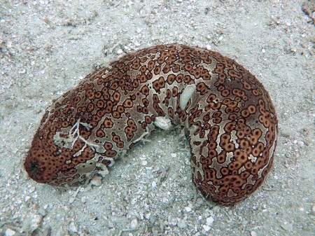 Sea Cucumber ( Bohadschia argus)