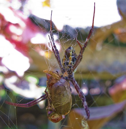 Spider eating a huge beetle