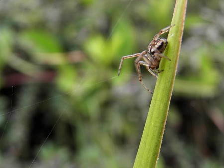 Spider listening to its web