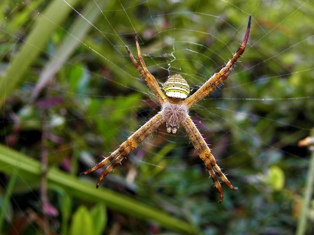 Spider