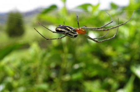 Another Blueblood spider