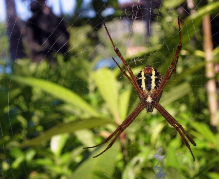 Spider at Blueblood
