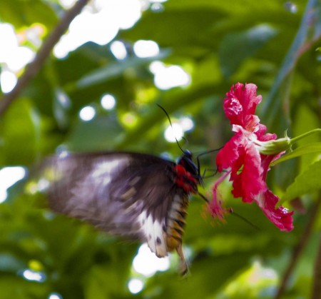 Pesky butterfly that eludes my photography