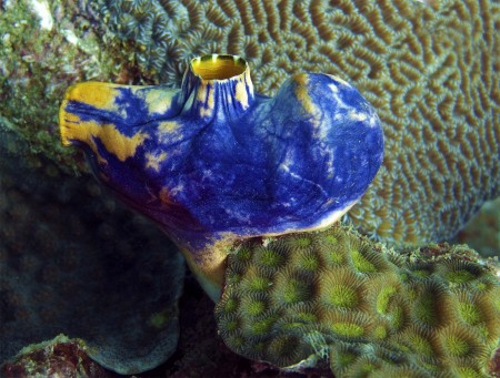 Tunicate (Polycarpa aurata)